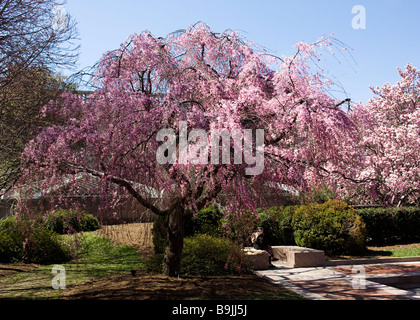 Weeping Higan cerisier en fleurs Banque D'Images