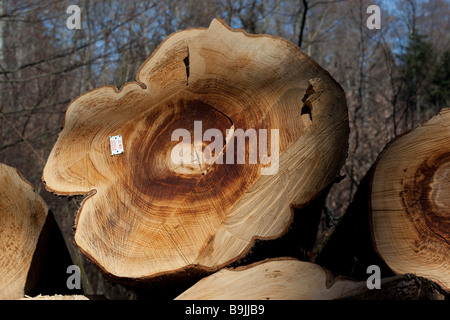 Une pile de grumes doit attendre pour la dépose de la forêt où ils ont été récoltés Banque D'Images