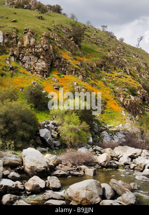 Coquelicots de Californie s'épanouissent dans la Kern River Canyon, California USA Banque D'Images