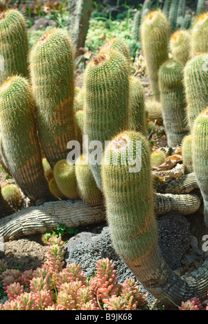 Notocactus leninghausii Cactus boule citron, Banque D'Images