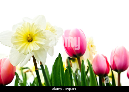 Les tulipes et les jonquilles isolé sur fond blanc floral border Banque D'Images
