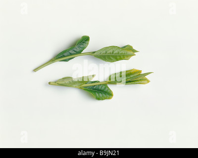 Feuilles de thé vert Banque D'Images