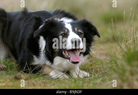 Welsh border collie berger en pays environs Banque D'Images