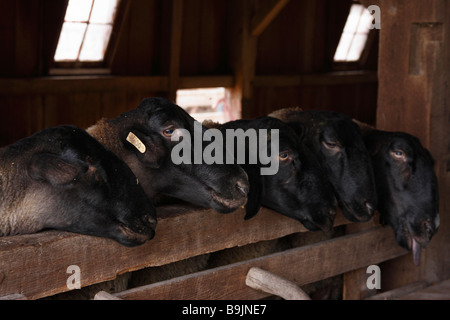 Les moutons dans la campagne de la grange personne vertical rural Ohio aux États-Unis haute résolution Banque D'Images