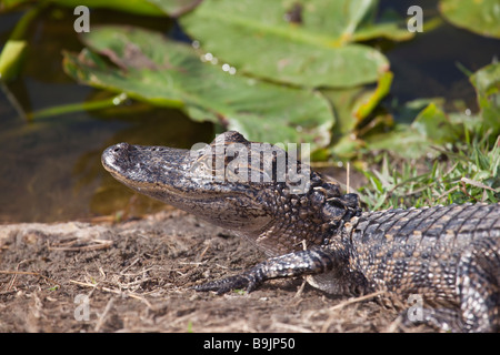 Jeune alligator au soleil à côté d'un petit étang en Floride Banque D'Images