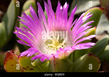 Close up of Hottentot Fig fleur sur Herm, Channel Islands. Banque D'Images