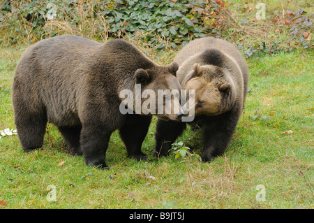 Deux ours bruns Ursus arctos / on meadow Banque D'Images
