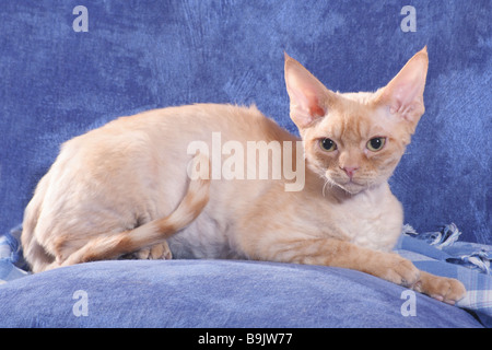 Chat Devon Rex - situé en face de l'arrière-plan bleu Banque D'Images