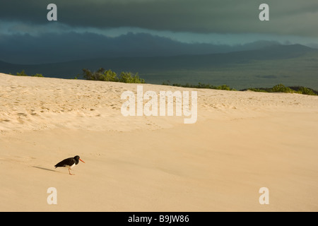 Huîtrier d'Amérique sur la plage de sable Haematopus palliates Îles Galápagos Banque D'Images