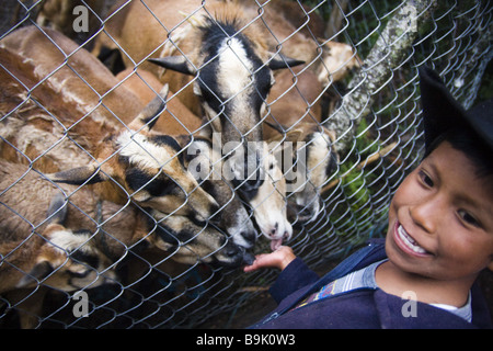 Les moutons lécher le sel de la part d'un garçon de ferme dans la Neveria, les montagnes de la Sierra Norte, Oaxaca, Mexique. Banque D'Images