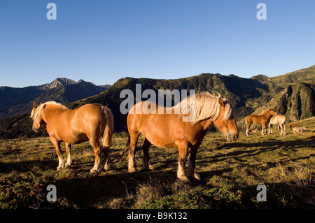 La France, l'Ariège, des chevaux dans le Col de Pailheres, la plus haute montagne de la région (2001m) Banque D'Images