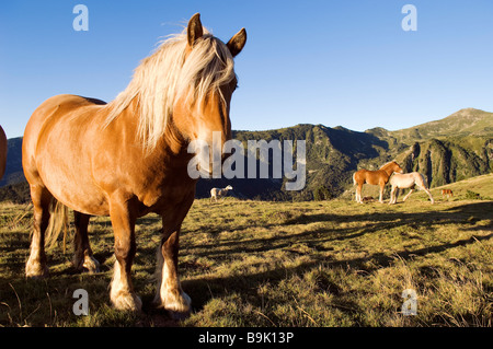 La France, l'Ariège, des chevaux dans le Col de Pailheres, la plus haute montagne de la région (2001m) Banque D'Images