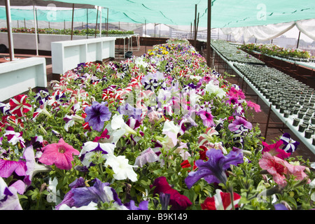 Fleurs poussent de gobelets en plastique dans le grand jardin sur le toit de l'édifice du gouvernement de l'SEDUVI à Mexico, au Mexique. Banque D'Images