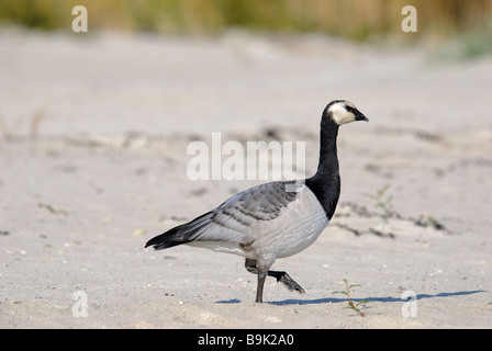 Bernache nonnette Branta leucopsis walking on sand Banque D'Images