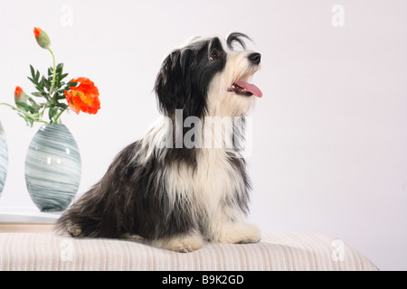 Chien Bichon Havanais - assis en face de fleurs Banque D'Images