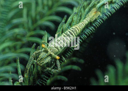 La crevette periclimenes crinoïdes amboinensis Détroit de Lembeh mer de Célèbes Sulawesi du Nord Indonésie Banque D'Images