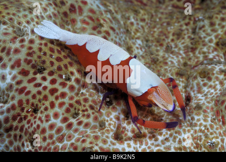 La crevette periclimenes imperator empereur sur le concombre de mer. Le Détroit de Lembeh, Indonésie Banque D'Images