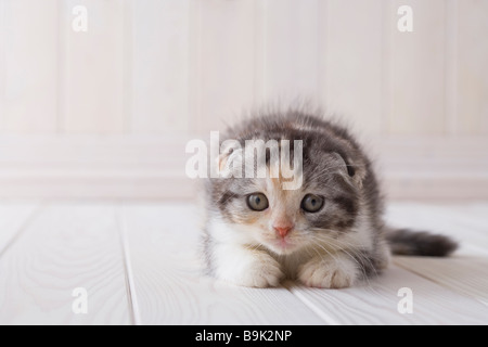 Scottish Fold couché Banque D'Images