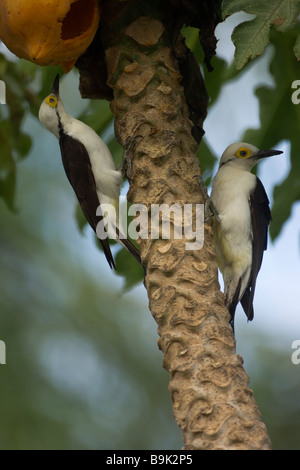 White Woodpecker Melanerpes candidus, Brésil Banque D'Images