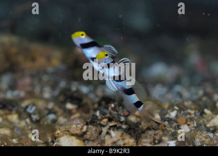 Yellownose stonogobiops xanthorhinica gobie de crevettes du détroit de lembeh mer de Célèbes Sulawesi du Nord Indonésie Banque D'Images