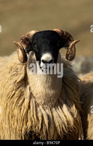 Type de Hexham yearling Blackface tups Northumberland Clennel Banque D'Images