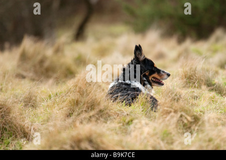 Border Collie Berger travaillant dans un environnement sauvage dans la campagne du Norfolk Banque D'Images