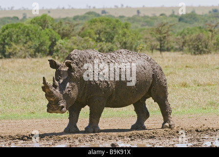 - Rhinocerus blanche couverte de boue / Ceratotherium simum Banque D'Images