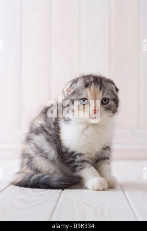 Scottish Fold assis Banque D'Images