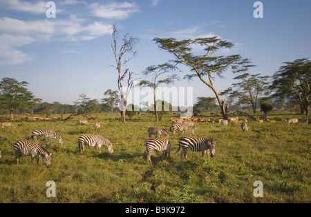 Les zèbres de Burchell et femelles Impalas - herd on meadow Banque D'Images