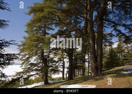 Forêt de Cèdres de l'Atlas Cedrus atlantica dans le Moyen Atlas Maroc Banque D'Images