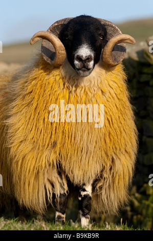 Type de Hexham, Northumberland ram Blackface Banque D'Images