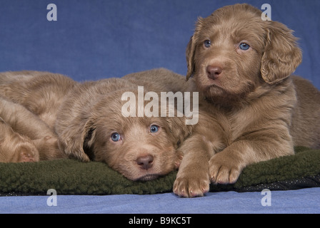 Braque de chien - deux chiots couché Banque D'Images