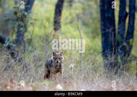 (Commun) golden jackal (Canis aureus) Banque D'Images