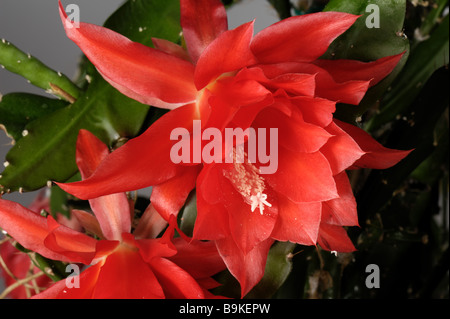 Orchid ou cactus de Pâques (Disocactus x jenkinsonii) plante maison à fleurs rouges Banque D'Images