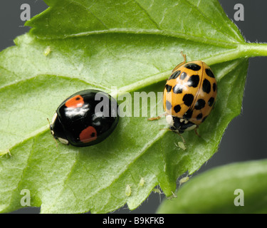 Harmonia axyridis coccinelle arlequin deux variations de couleur sur une feuille avec les pucerons Banque D'Images