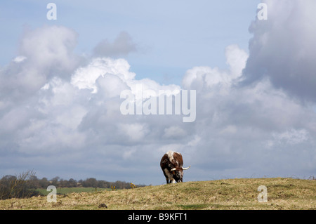 Le pâturage du bétail longicorne sur Cissbury Ring, South Downs West Sussex UK Banque D'Images