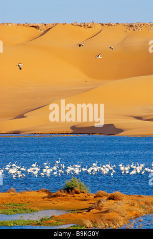 Le Maroc, dans le sud du Maroc, région de Laayoune, désert et laguna, les oiseaux migrateurs, des flamants roses (ancien Sahara espagnol) Banque D'Images