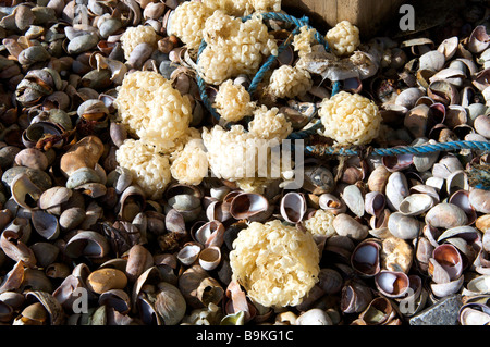 Slipper Limpet coquillages et buccin œufs sur beach Banque D'Images