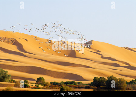 Le Maroc, dans le sud du Maroc, région de Laayoune, désert et laguna, les oiseaux migrateurs, des flamants roses (ancien Sahara espagnol) Banque D'Images