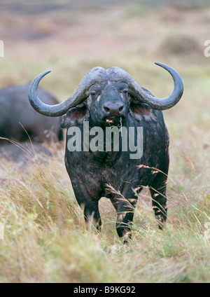 Buffle d'Afrique - Syncerus caffer / permanent Banque D'Images