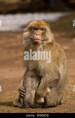 Singes Macaques de Barbarie ou barbarie Macaca sylvanus dans le Moyen Atlas Maroc Banque D'Images