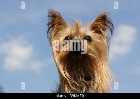 Yorkshire Terrier (Canis lupus familiaris), portrait Banque D'Images