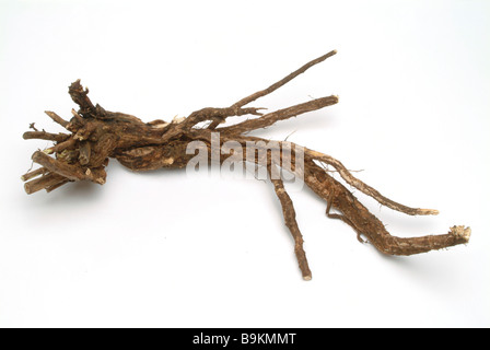 Les racines de la plante médicinale Cammock sol herse Ononis spinosa furze reste Banque D'Images