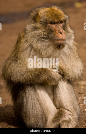 Singes Macaques de Barbarie ou barbarie Macaca sylvanus dans le Moyen Atlas Maroc Banque D'Images