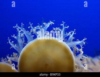 Belle image de méduses bleues ocean life Contexte Banque D'Images