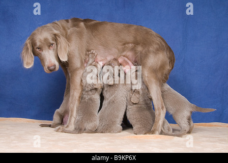 Braque de chien - suckling ses chiots Banque D'Images