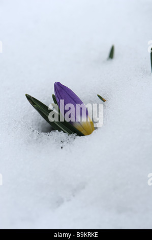 Fleur de Crocus sieberi Tricolor exposées via un couvert de neige dans un jardin de fleurs alpines Banque D'Images