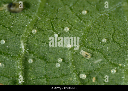 Tétranyque à deux points Tetranychus urticae oeufs sur la surface des feuilles d'une plante Banque D'Images