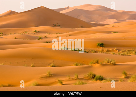 Dans les hautes dunes de sable de l'Erg Chebbi Sahara Marocain très humide après hiver printemps 2009 Maroc Banque D'Images