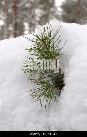 Le pin sylvestre pousse dans la neige. Banque D'Images